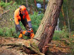 Best Leaf Removal  in Montebello, NY