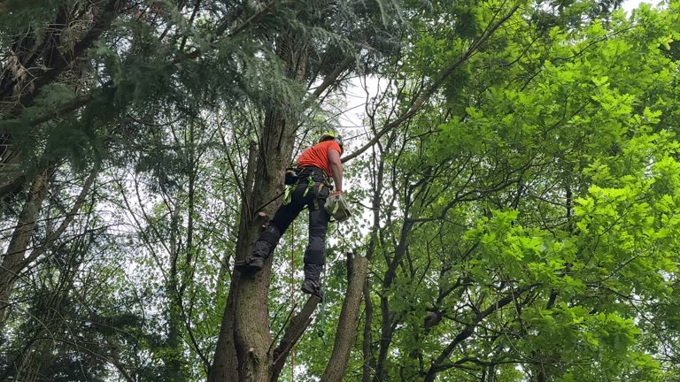 Best Fruit Tree Pruning  in Montebello, NY