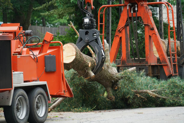 Best Tree Preservation Services  in Montebello, NY